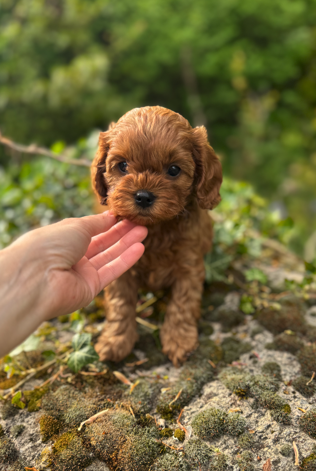 skærmbillede 2026 01 25 kl. 15.24.37